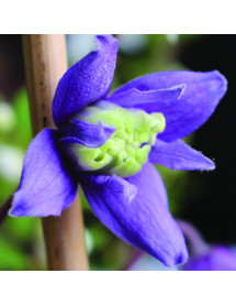 Clematis alpina Frances Rivis  (2lt)