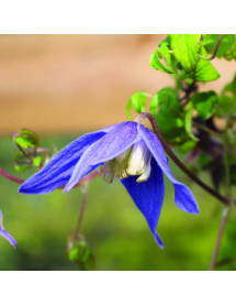 Clematis alpina Frances Rivis  (2lt)