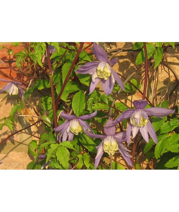 Clematis alpina Frankie (2lt)