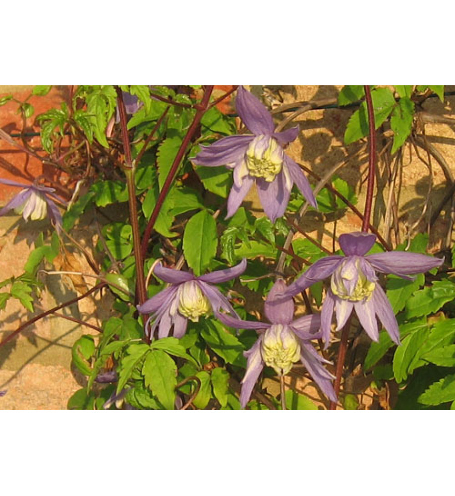 Clematis alpina Frankie (2lt)