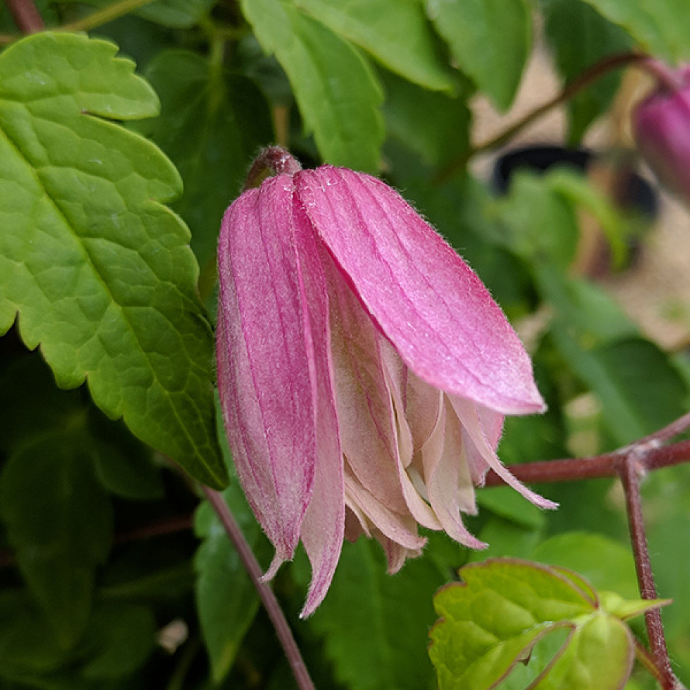 Clematis alpina Pink Flamingo (2lt)