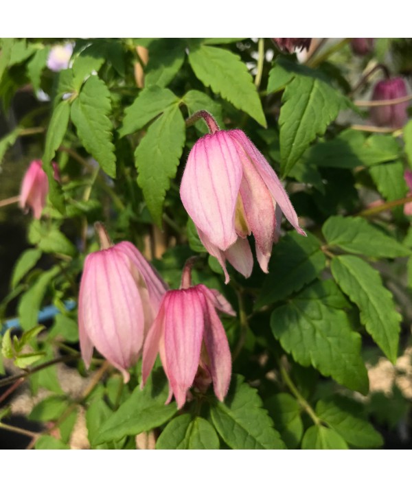Clematis alpina Pink Flamingo (2lt) Clematis alpina Pink Flamingo (2lt)
