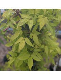 Clematis alpina Stolwijk Gold (2lt)