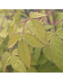 Clematis alpina Stolwijk Gold (2lt)