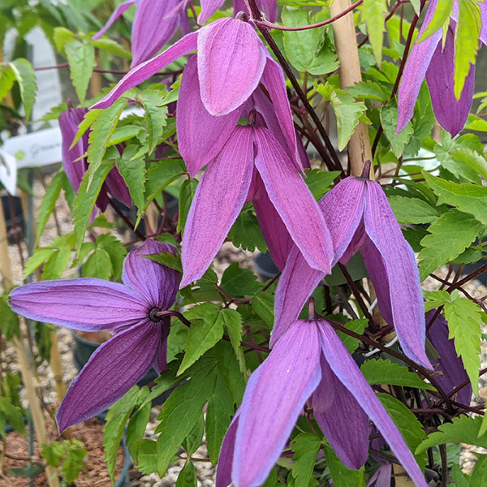 Clematis alpina Tage Lundell