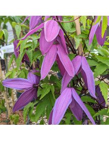 Clematis alpina Tage Lundell