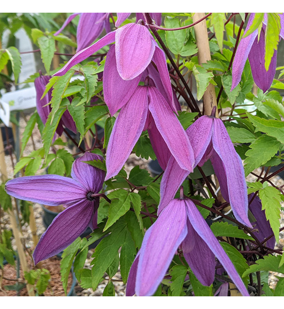 Clematis alpina Tage Lundell