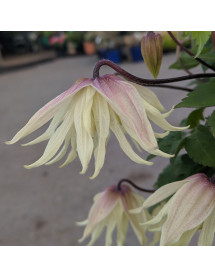 Clematis Amber 'wit141205' (2lt)
