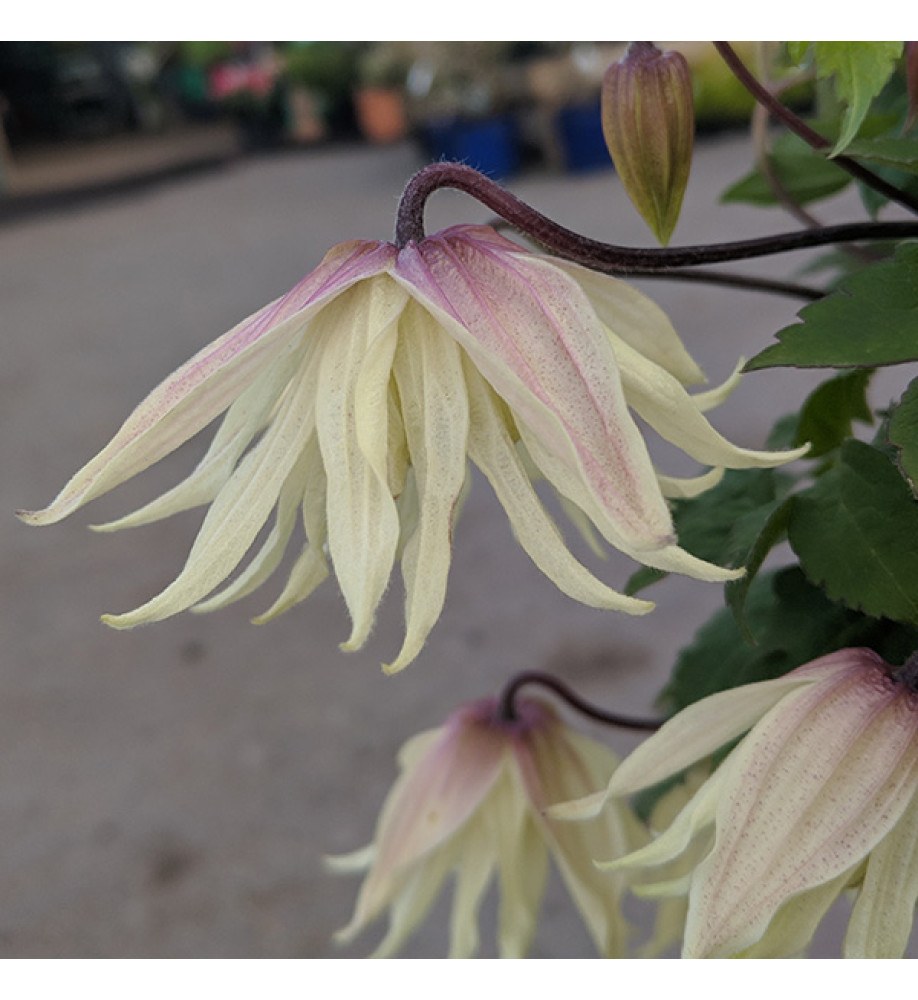 Clematis Amber 'wit141205' (2lt)