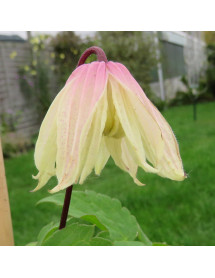 Clematis Amber 'wit141205' (2lt)