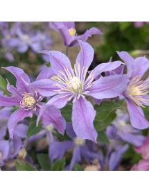 Clematis Arabella (2lt)