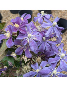 Clematis Arabella (3lt)