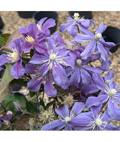 Clematis Arabella (3lt)