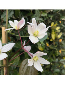 Clematis armandii Apple Blossom  (2lt)