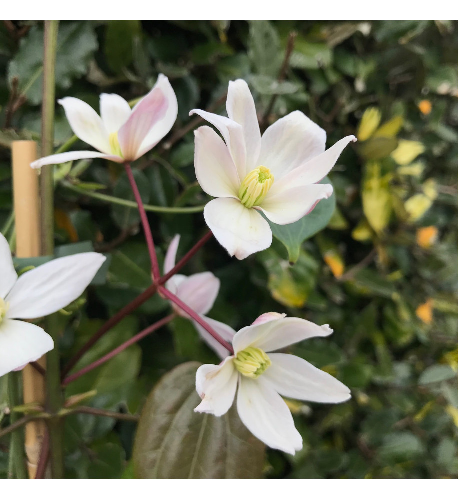 Clematis armandii Apple Blossom  (2lt)