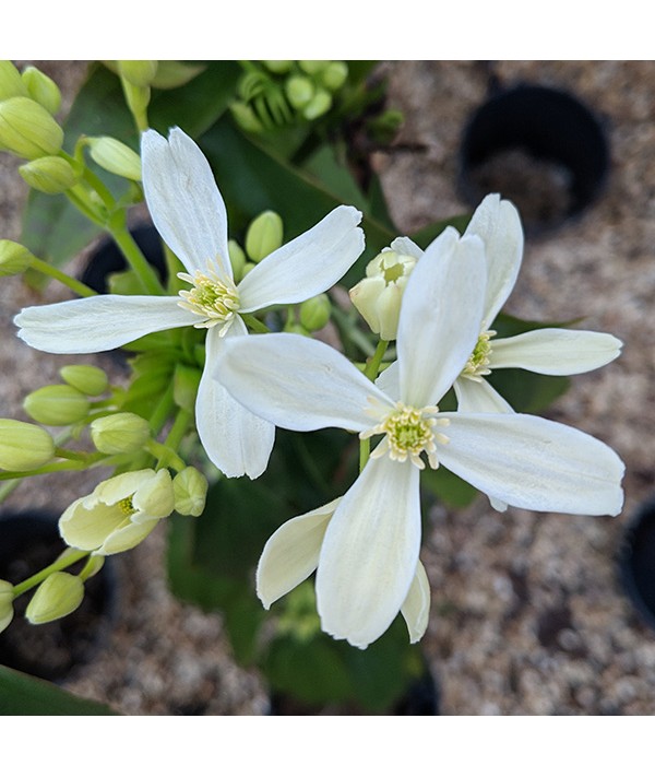 Clematis armandii Little White Charm (2lt)