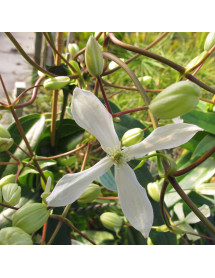 Clematis armandii Snowdrift (3lt)