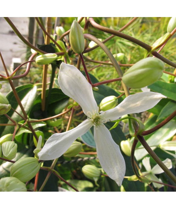 Clematis armandii Snowdrift (2lt)