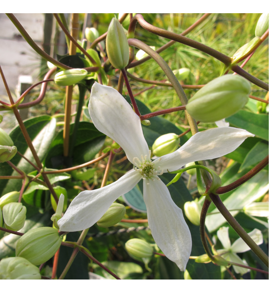 Clematis armandii Snowdrift (3lt)