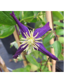 Clematis x aromatica (2lt)