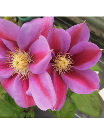 Clematis Barbara Jackman (3lt)