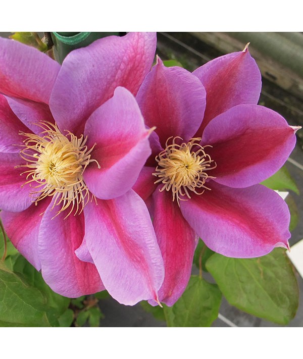 Clematis Barbara Jackman (2lt)