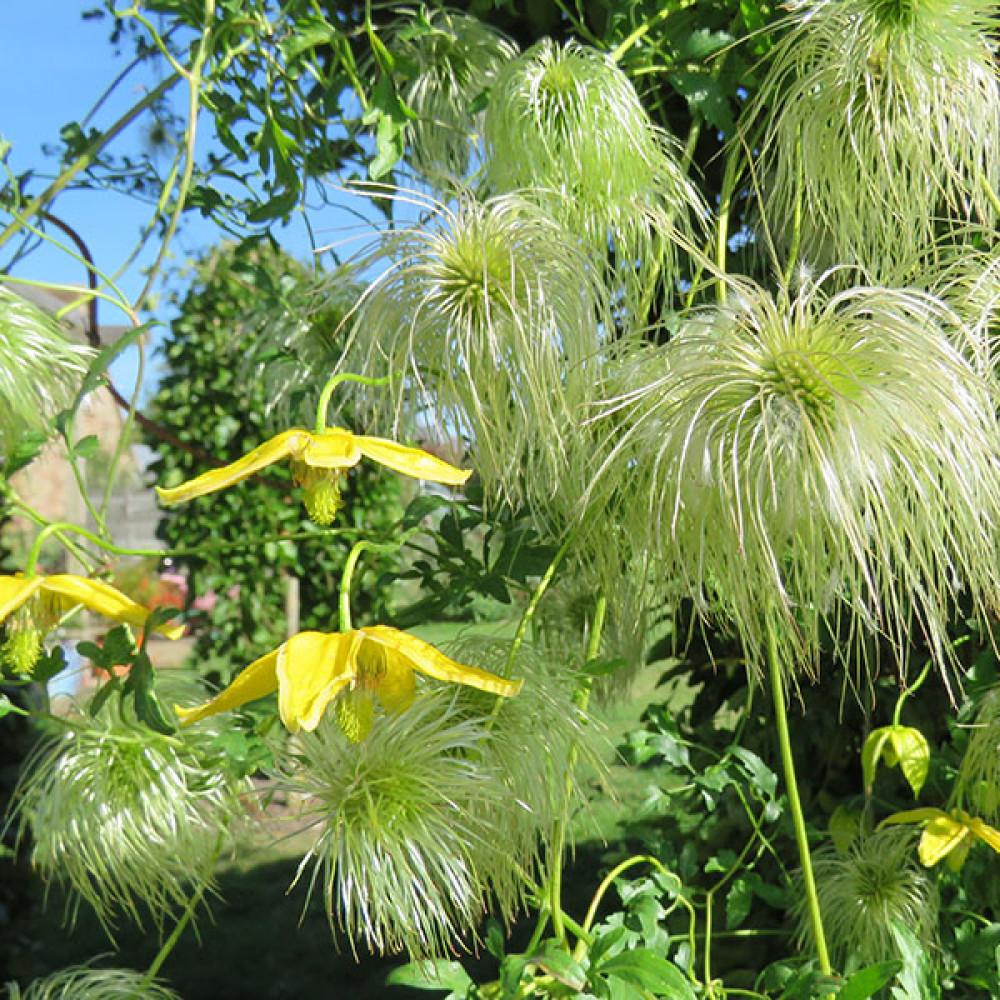 Clematis Bill Mackenzie (2lt) Clematis Bill Mackenzie (2lt)