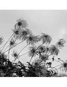 Clematis Bill Mackenzie (7lt)