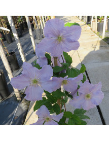 Clematis viticella Blue Angel (3lt)