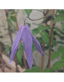 Clematis alpina Blue Dancer (3lt)