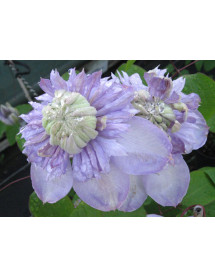 Clematis Blue Light (2lt)
