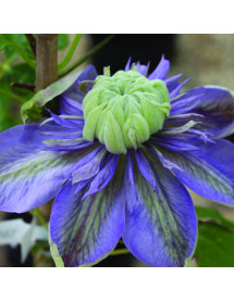 Clematis Blue Light (2lt)