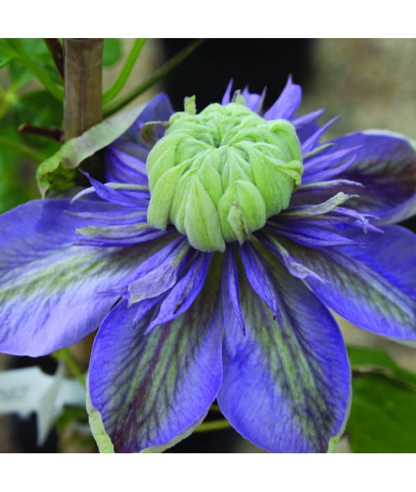 Clematis Blue Light (2lt) Clematis Blue Light (2lt)