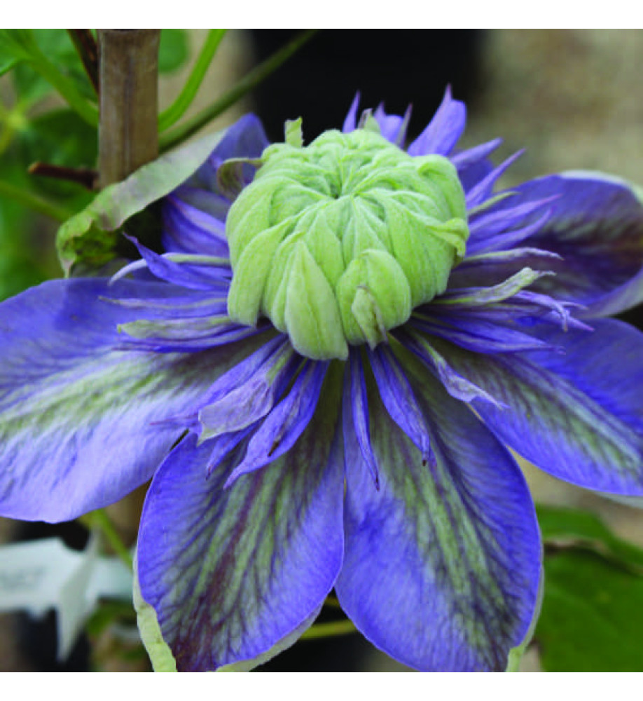 Clematis Blue Light (2lt)