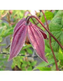 Clematis Brunette (A)