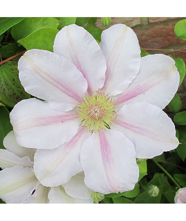 Clematis Chantilly (Evipo021) (3lt) Clematis Chantilly (Evipo021) (3lt)