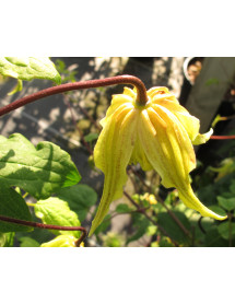 Clematis chiisanensis Love Child (2lt)