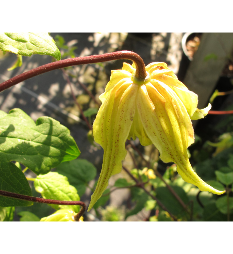 Clematis chiisanensis Love Child (2lt)