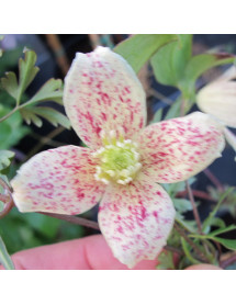 Clematis cirrhosa balearica (2lt)