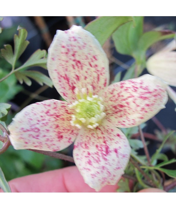Clematis cirrhosa balearica (2lt) Clematis cirrhosa balearica (2lt)