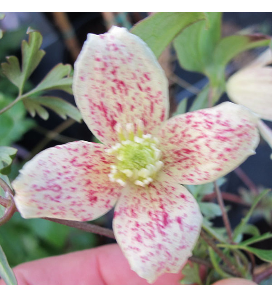 Clematis cirrhosa balearica (2lt)