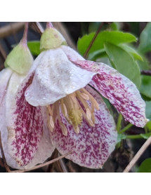 Clematis cirrhosa balearica (2lt) Clematis cirrhosa balearica (2lt)