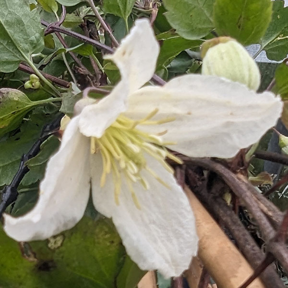 Clematis cirrhosa Jingle Bells (3lt)