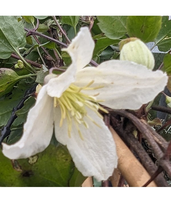 Clematis cirrhosa Jingle Bells (3lt)