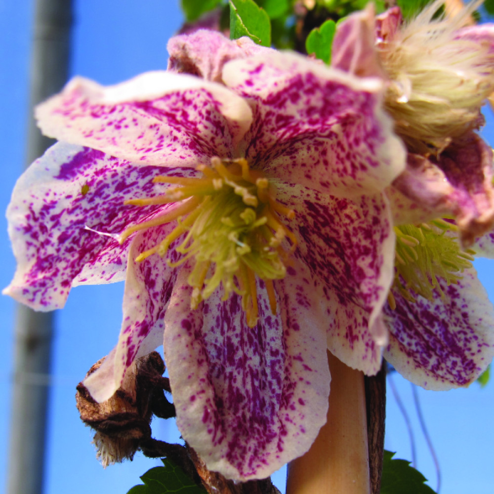 https://langthorns.com/image/cache/catalog/clematis_cirrhosa_purpurascens_freckles-1000x1000.jpg