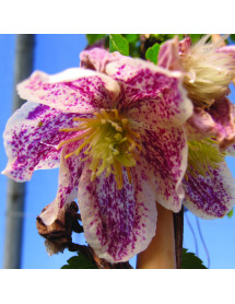 Clematis cirrhosa Freckles (3lt)