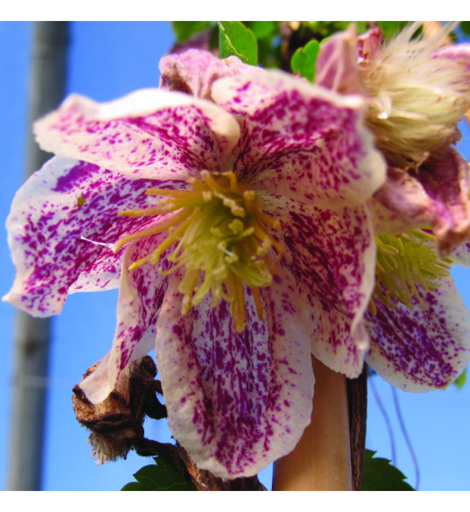 Clematis cirrhosa Freckles (3lt)