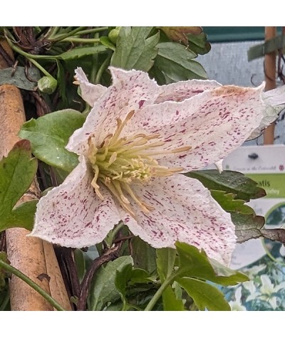 Clematis cirrhosa Winter Parasol (3lt)