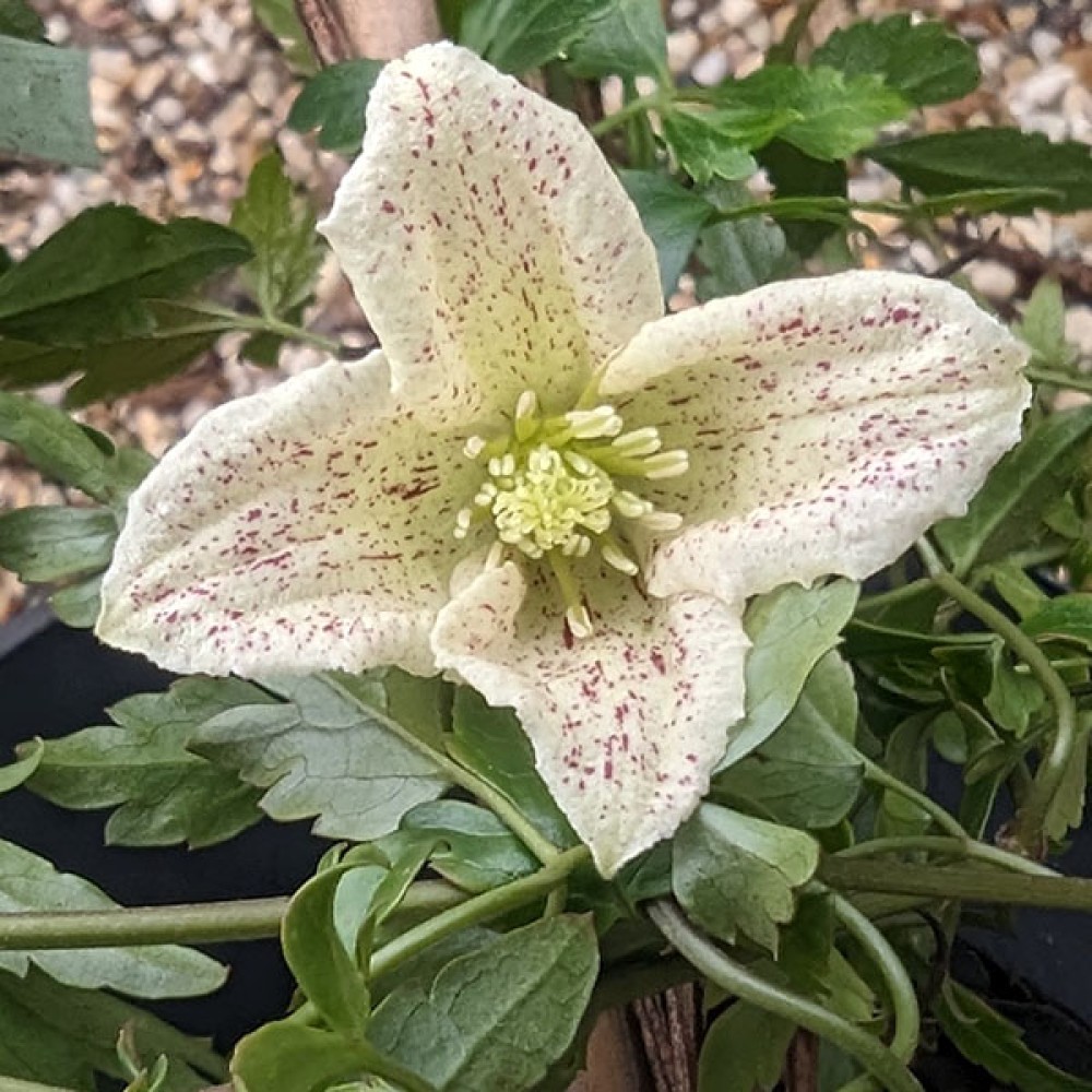 Clematis cirrhosa Winter Parasol (3lt)