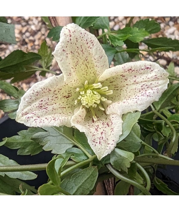 Clematis cirrhosa Winter Parasol (3lt)